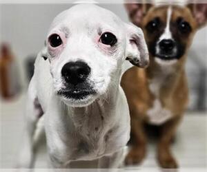 Chihuahua Dogs for adoption in Bakersfield, CA, USA