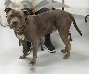 American Pit Bull Terrier Dogs for adoption in St. Cloud, FL, USA