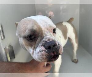American Pit Bull Terrier-Unknown Mix Dogs for adoption in Houston, TX, USA