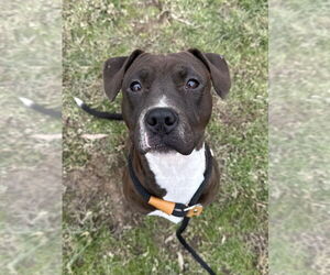 Mutt Dogs for adoption in Evansville, IN, USA