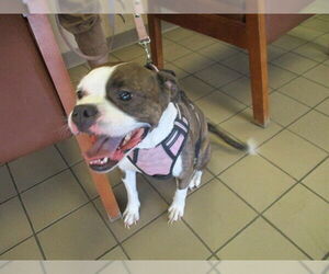 Boston Terrier-Unknown Mix Dogs for adoption in Ocala, FL, USA