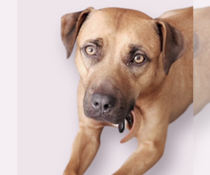 Mutt Dogs for adoption in Rockville, MD, USA