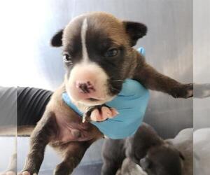 American Staffordshire Terrier-Unknown Mix Dogs for adoption in San Antonio, TX, USA
