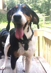 American Foxhound-English Foxhound Mix Dogs for adoption in Cool Ridge, WV, USA