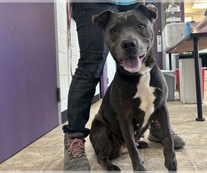 American Staffordshire Terrier-Unknown Mix Dogs for adoption in Raleigh, NC, USA