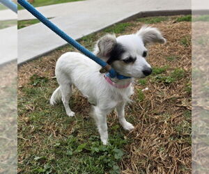 Papillon-Unknown Mix Dogs for adoption in Long Beach, CA, USA