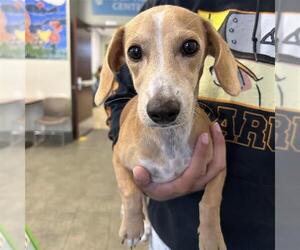 Dachshund-Unknown Mix Dogs for adoption in San Antonio, TX, USA