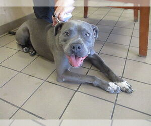 American Staffordshire Terrier-Unknown Mix Dogs for adoption in Ocala, FL, USA
