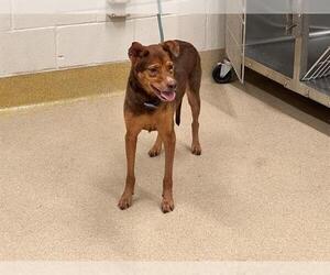 Mutt Dogs for adoption in Grand Prairie, TX, USA