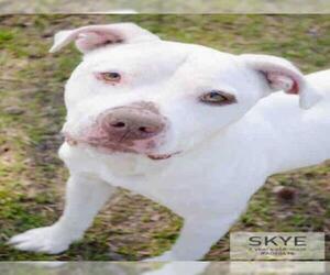 American Pit Bull Terrier Dogs for adoption in Supply, NC, USA