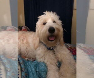 Goldendoodle Dogs for adoption in Valrico, FL, USA