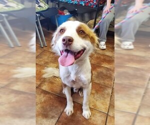 Border-Aussie Dogs for adoption in Amarillo, TX, USA