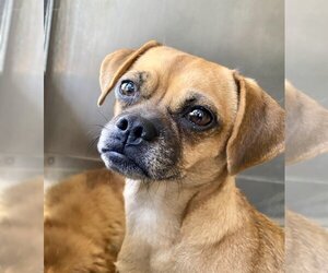 Chug Dogs for adoption in San Bernardino, CA, USA