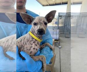 Chihuahua Dogs for adoption in Bakersfield, CA, USA
