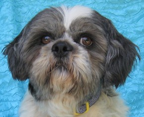 Shih Tzu Dogs for adoption in Cuba, NY, USA