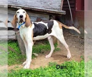 Treeing Walker Coonhound Dogs for adoption in Madisonville, TN, USA