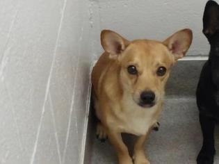 Chi-Corgi Dogs for adoption in Gulfport, MS, USA