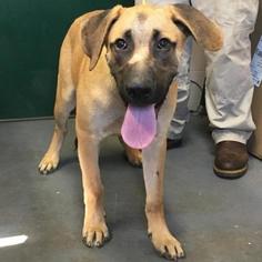 Bullmastiff Dogs for adoption in Hamilton, GA, USA