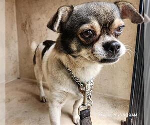Shih Tzu-Unknown Mix Dogs for adoption in Orlando, FL, USA