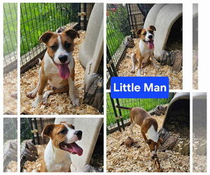 Mutt Dogs for adoption in Farmerville, LA, USA