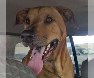 Rhodesian Ridgeback Dogs for adoption in yucca valley, CA, USA
