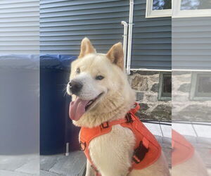 Samoyed-Unknown Mix Dogs for adoption in Brewster, NY, USA