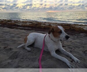 American Foxhound Dogs for adoption in Davie, FL, USA