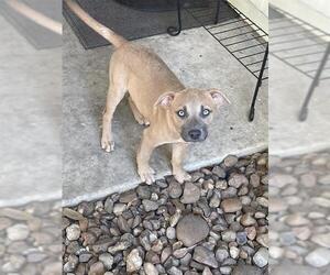Labrador Retriever-Unknown Mix Dogs for adoption in San Antonio, TX, USA