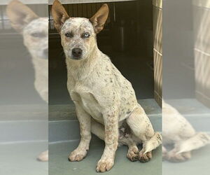 Australian Cattle Dog-Unknown Mix Dogs for adoption in Riverside, CA, USA
