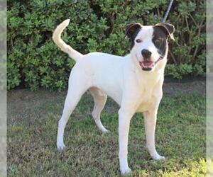 Pointer Dogs for adoption in Pasadena, TX, USA