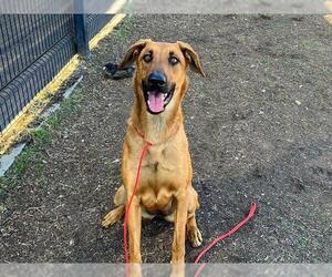 Mutt Dogs for adoption in Orange, CA, USA