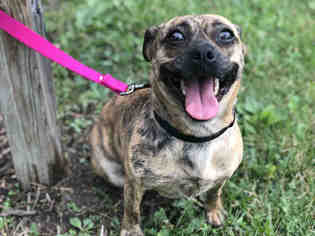 Puggle Dogs for adoption in Urbana, IL, USA