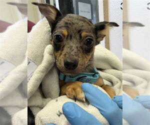 Chihuahua Dogs for adoption in Santa Barbara, CA, USA