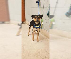 Chihuahua-Unknown Mix Dogs for adoption in Rancho Cucamonga, CA, USA