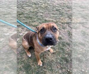 Chinese Shar-Pei-German Shepherd Dog Mix Dogs for adoption in Saginaw, MI, USA