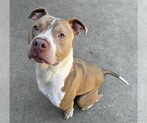 American Pit Bull Terrier-Unknown Mix Dogs for adoption in Aurora, IL, USA