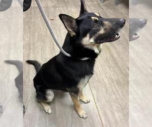 German Shepherd Dog Dogs for adoption in Pasadena, CA, USA