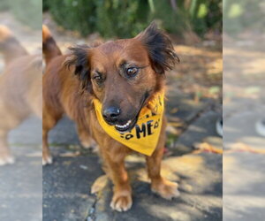 Dachshund-Unknown Mix Dogs for adoption in Warrenton, VA, USA