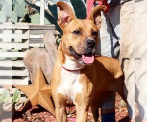 Boxer Dogs for adoption in Von Ormy, TX, USA