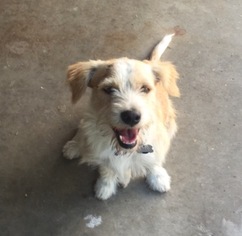 Medium Photo #1 Cairn Terrier Puppy For Sale in Rancho Santa Margarita, CA, USA