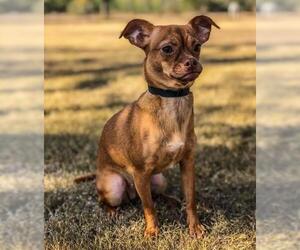 Chihuahua Dogs for adoption in Austin, TX, USA