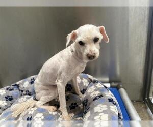 Maltese-Unknown Mix Dogs for adoption in Downey, CA, USA