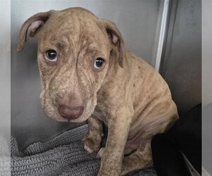 American Staffordshire Terrier-Unknown Mix Dogs for adoption in Tallahassee, FL, USA