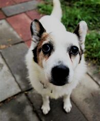 Pembroke Welsh Corgi-Unknown Mix Dogs for adoption in Prosser, WA, USA