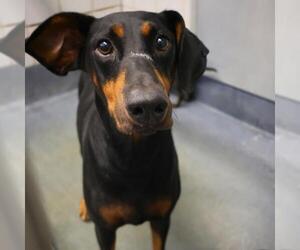 Doberman Pinscher-Unknown Mix Dogs for adoption in San Antonio, TX, USA