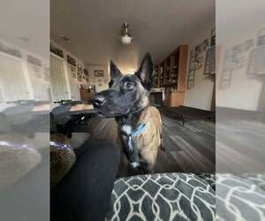 Mutt Dogs for adoption in Imlay City, MI, USA