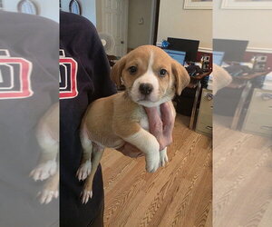 Beagle-Unknown Mix Dogs for adoption in Aurora, IN, USA