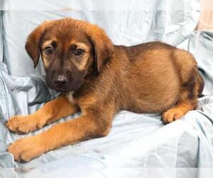 Mutt Dogs for adoption in Thief River Falls, MN, USA