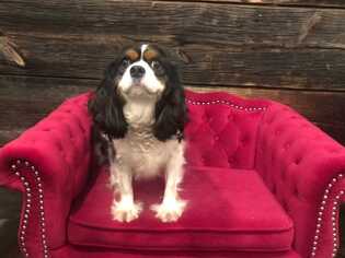 Cavalier King Charles Spaniel Dogs for adoption in CORNING, NY, USA