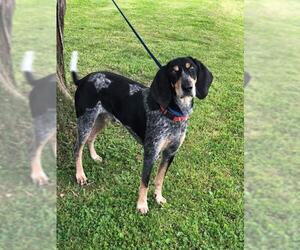 Bluetick Coonhound Dogs for adoption in Social Circle, GA, USA